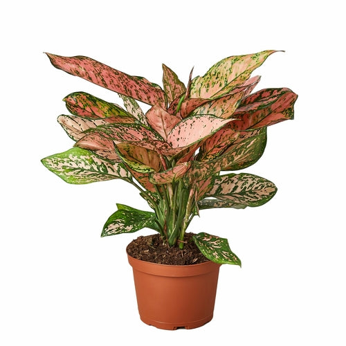 Chinese Evergreen 'Lady Valentine'