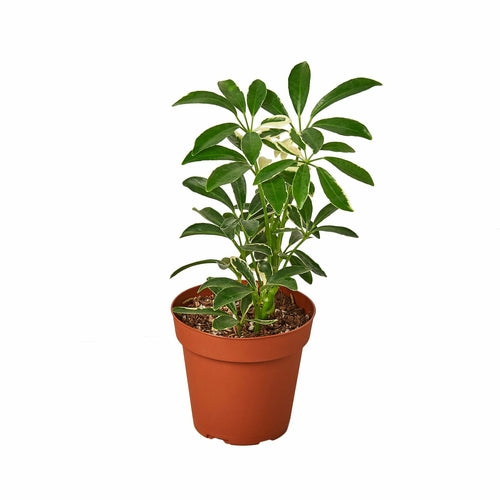 Schefflera Moonlight 'Sambreelplant'